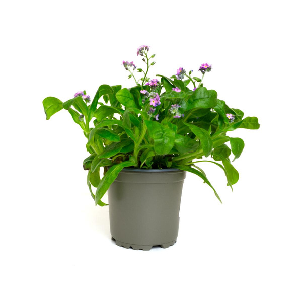 Produktfoto zu Vergissmeinnicht im Topf