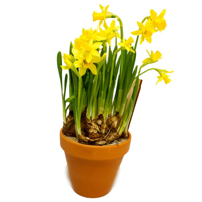 Produktfoto zu Narzissen gelb im Tontopf