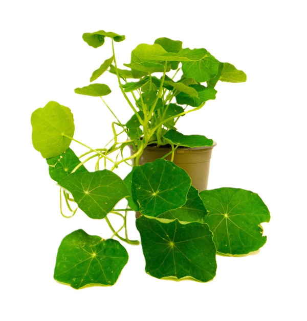 Produktfoto zu Kapuzinerkresse im Topf Hüsgen