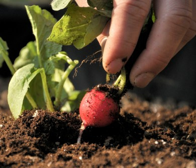 Frisch geerntete Bio-Radieschen als Symbol für regionale Bio-Lebensmittel und kurze Wege
