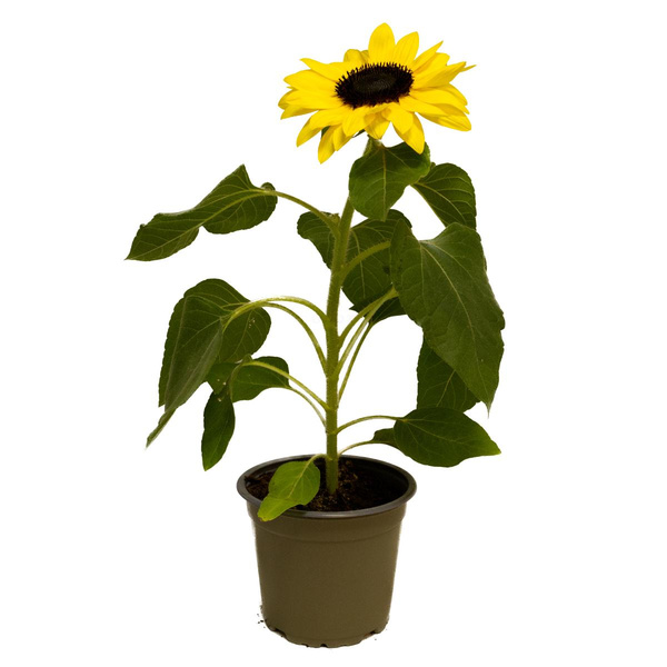 Produktfoto zu Sonnenblume im Topf (Helianthus annuus)