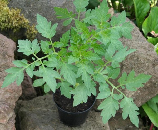 Produktfoto zu Balkontomate im roten Topf