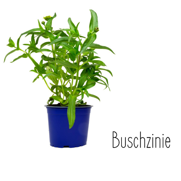 Produktfoto zu Zinnie im Topf