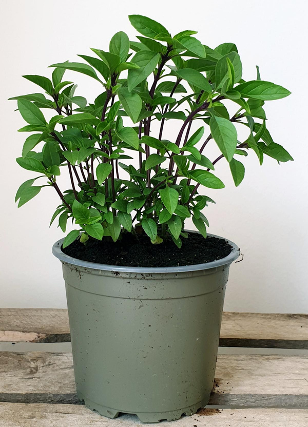 Produktfoto zu Thai Basilikum im Topf Hüsgen