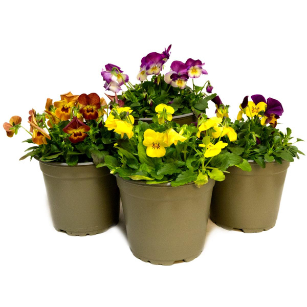 Produktfoto zu Hornveilchen im Topf