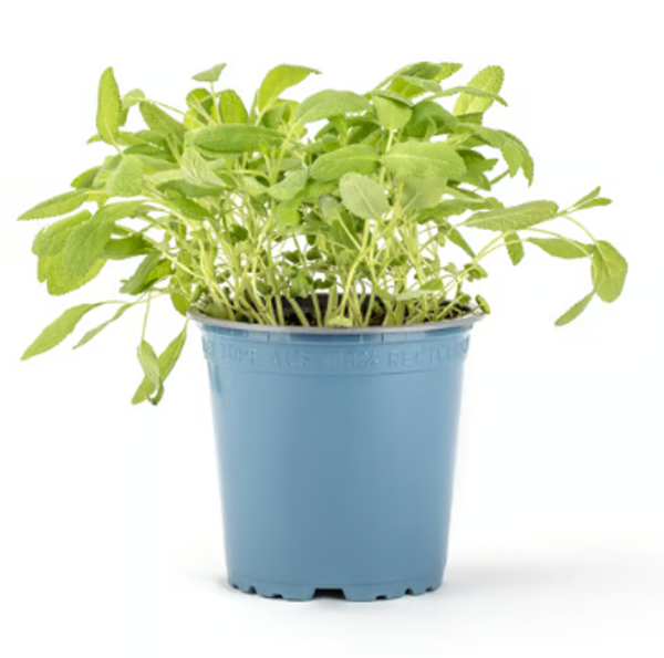 Produktfoto zu Salbei im Topf Hüsgen