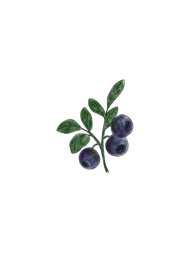 KI generiert: Ein gezeichneter Zweig mit Blättern und drei blauen Beeren.