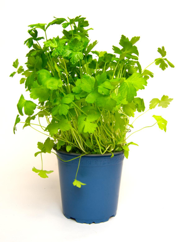 Produktfoto zu Petersilie glatt im Topf