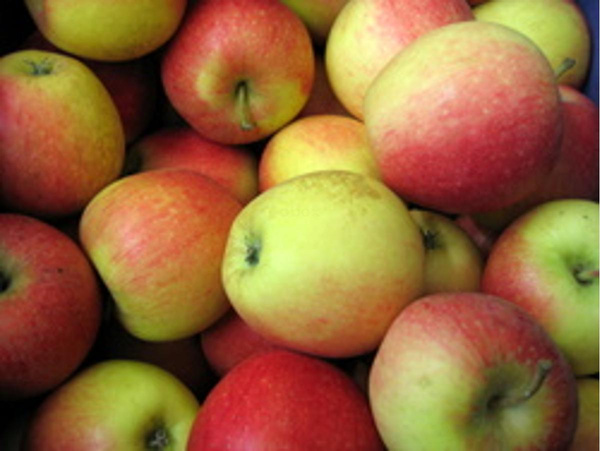 Produktfoto zu Äpfel  Topaz