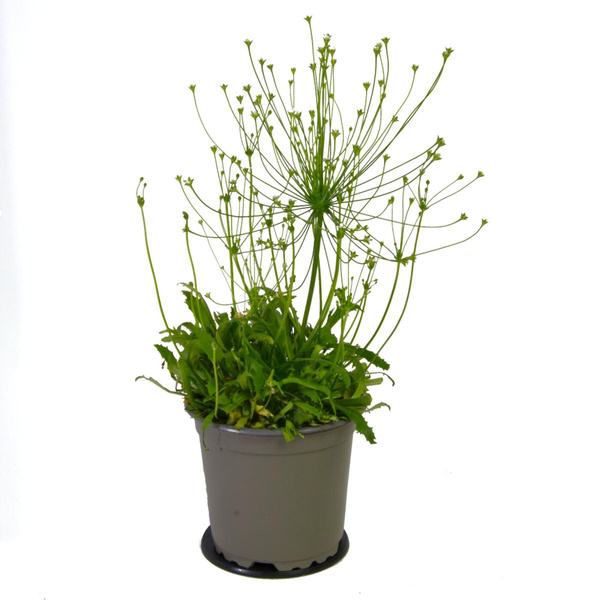 Produktfoto zu Mannschild im Topf (Androsace)