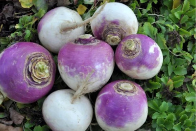Produktfoto zu Navets Rübchen violett