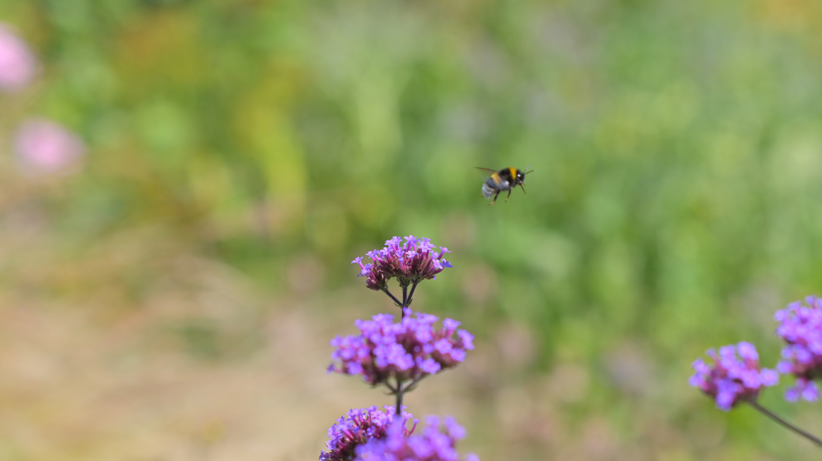 KI generiert: Eine Biene fliegt über lila Blüten in einem unscharfen grünen Hintergrund.