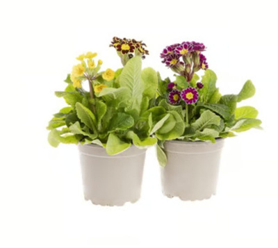 Produktfoto zu Primel zweifarbige Blüte