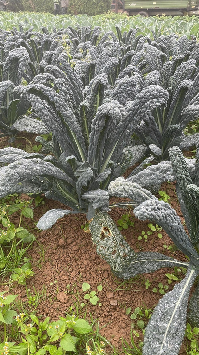 Produktfoto zu Palmkohl (Schwarzkohl) | Hüsgen