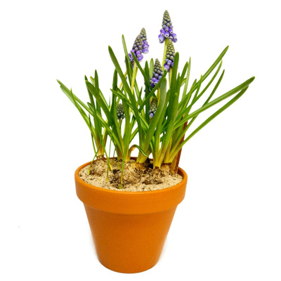 Produktfoto zu Traubenhyazinthen im Tontopf