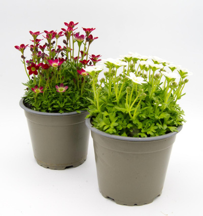 Produktfoto zu Steinbrech im Topf