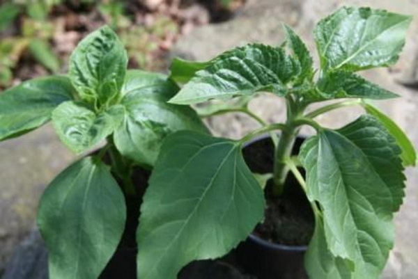 Produktfoto zu Zwergsonnenblume im Topf Hüsgen