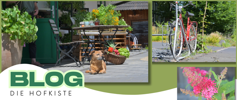 KI generiert: Ein Hund liegt vor einem Tisch mit Gemüse; Text: "BLOG DIE HOFKISTE".
