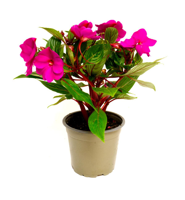 Produktfoto zu Edellieschen im Topf