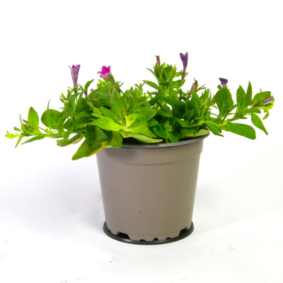 Produktfoto zu Petunie kleinblütig, diverse Farben
