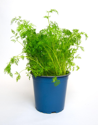Produktfoto zu Dill im Topf | Hüsgen