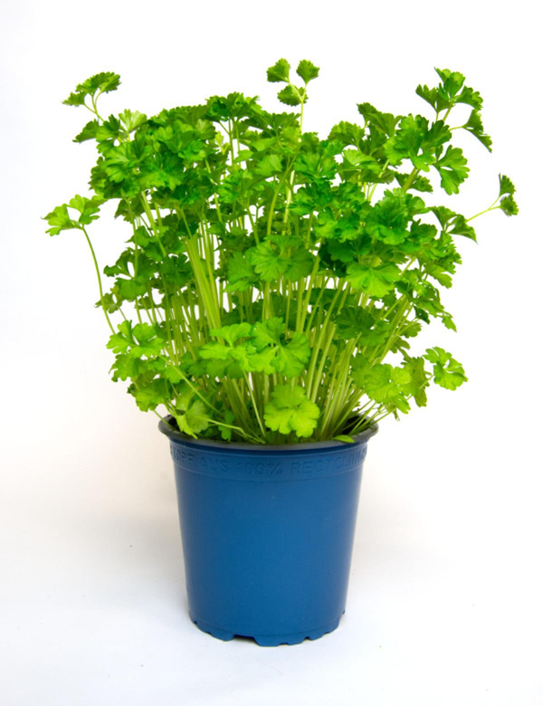 Produktfoto zu Petersilie kraus im Topf