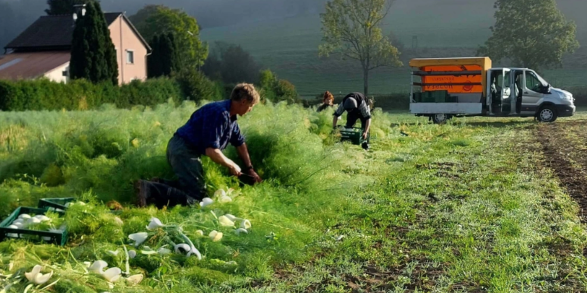 Ernte von frischem Bio-Gemüse auf dem Feld in der Region Eitorf für den Bio-Lieferdienst