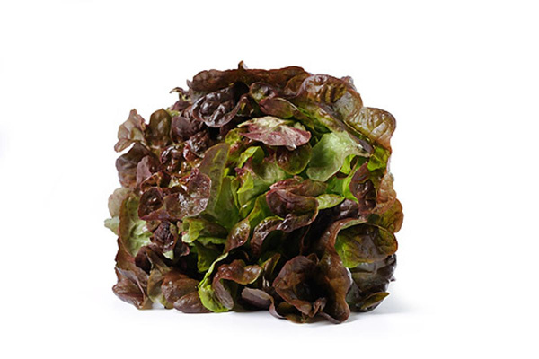 Produktfoto zu Eichblatt rot (ca. 200 g) | Hüsgen