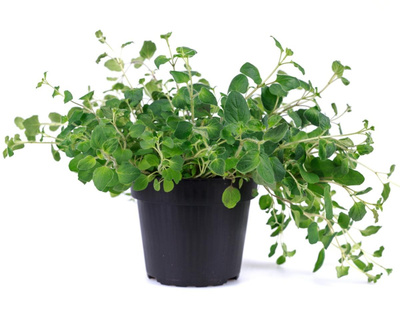 Produktfoto zu Oregano im Topf | Hüsgen