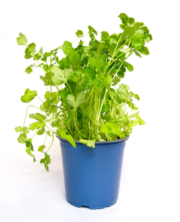 Produktfoto zu Koriander im Topf | Hüsgen