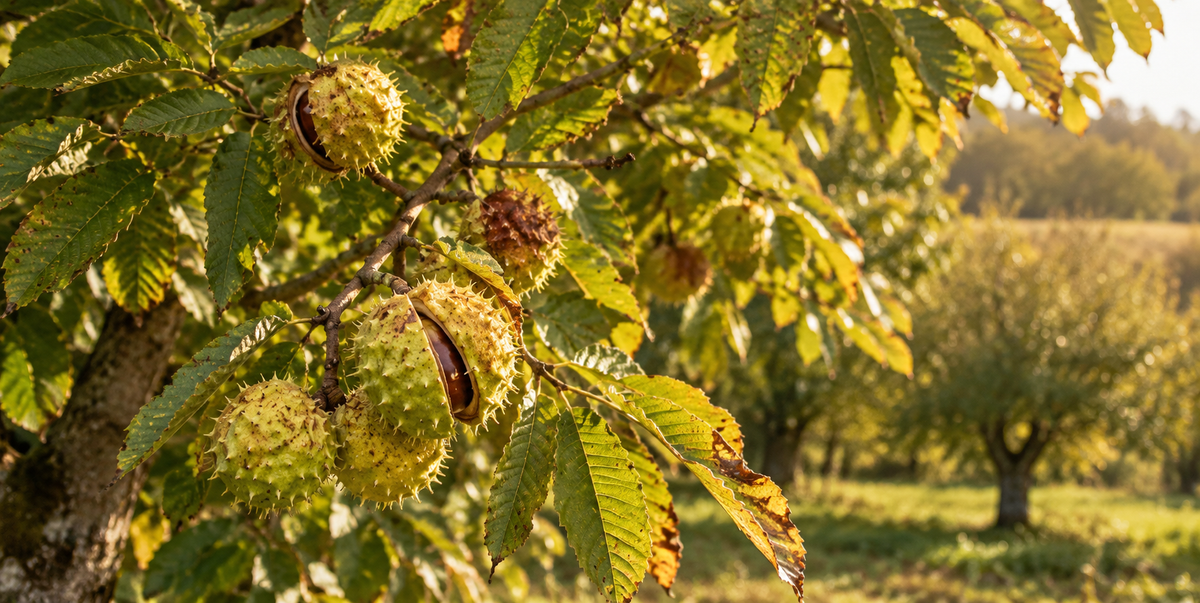 Reife Esskastanien in stacheligen Fruchthüllen an einem Kastanienbaum im herbstlichen Sonnenlicht.