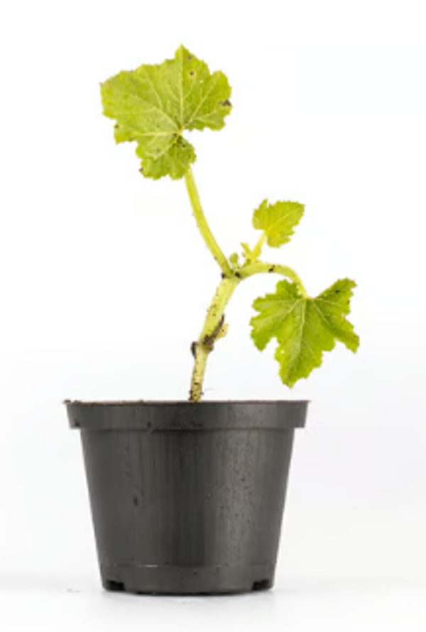 Produktfoto zu Jungpflanze Zucchini grün Serafina