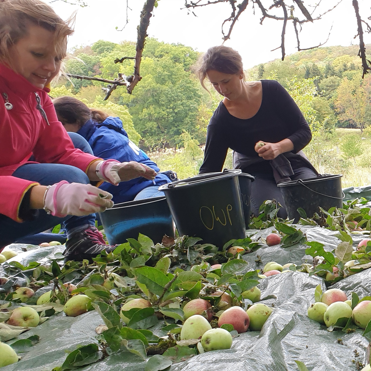 Gemeinsame Aktion auf dem Hof mit Menschen bei der Ernte