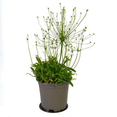 Produktfoto zu Mannschild im Topf (Androsace)  – zart & winterhart