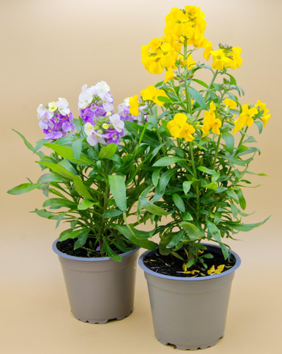 Produktfoto zu Goldlack im Topf (Erysimum cheiri)