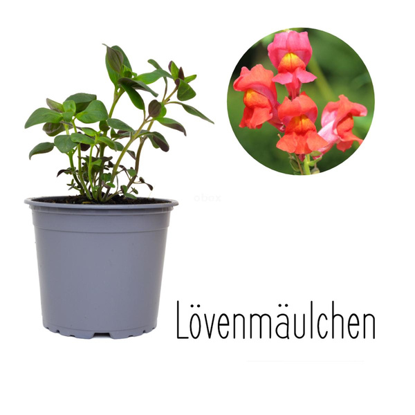Produktfoto zu Löwenmäulchen im Topf