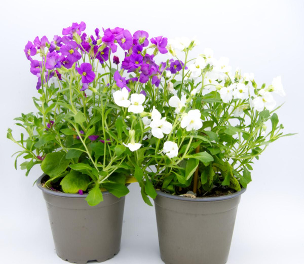 Produktfoto zu Blaukissen im Topf diverse Farben