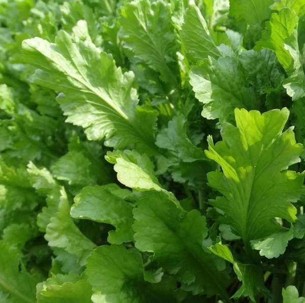 Produktfoto zu Winterkresse einjährig Hüsgen