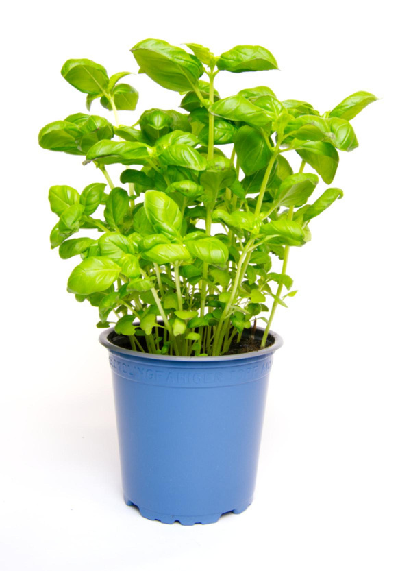 Produktfoto zu Basilikum grün im Topf