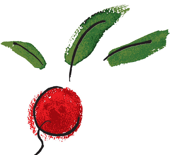 Hand erntet frisches Radieschen aus der Erde – Bio-Gemüse direkt vom Feld im Hofladen Blumenhof Eitorf“