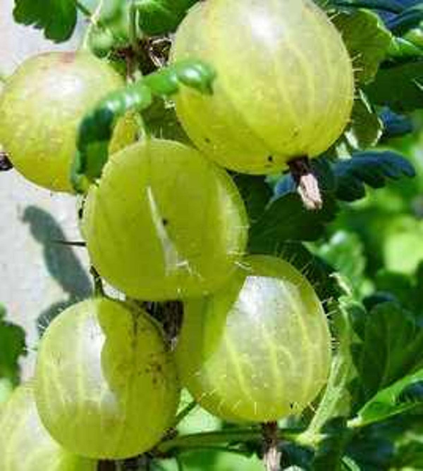 Produktfoto zu Stachelbeeren  250g
