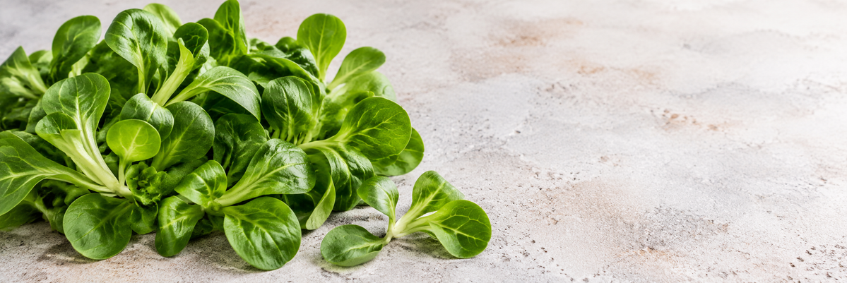 Frischer Feldsalat mit kräftig grünen, rundlichen Blättern und kleinen Blattrosetten auf einer hellen, natürlich strukturierten Steinfläche.