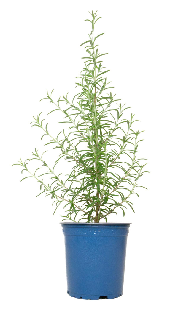 Produktfoto zu Rosmarin im Topf Hüsgen