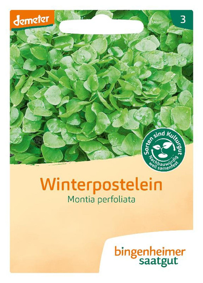 Produktfoto zu Winterpostelein – Saatgut