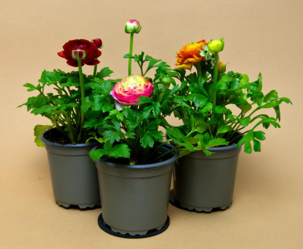 Produktfoto zu Ranunkel im Topf