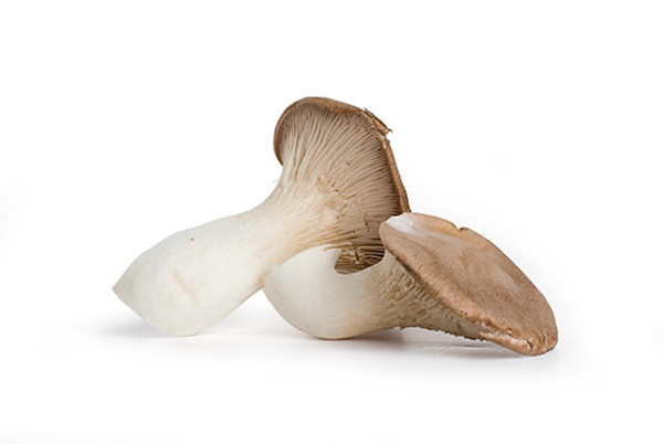 Produktfoto zu Kräuterseitlinge (100 g)