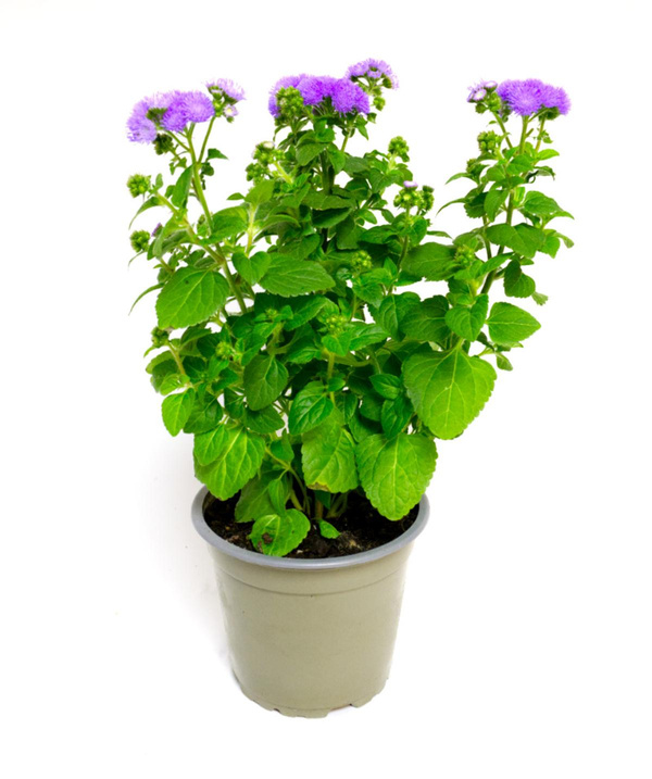 Produktfoto zu Leberbalsam im Topf, blau lila blühend