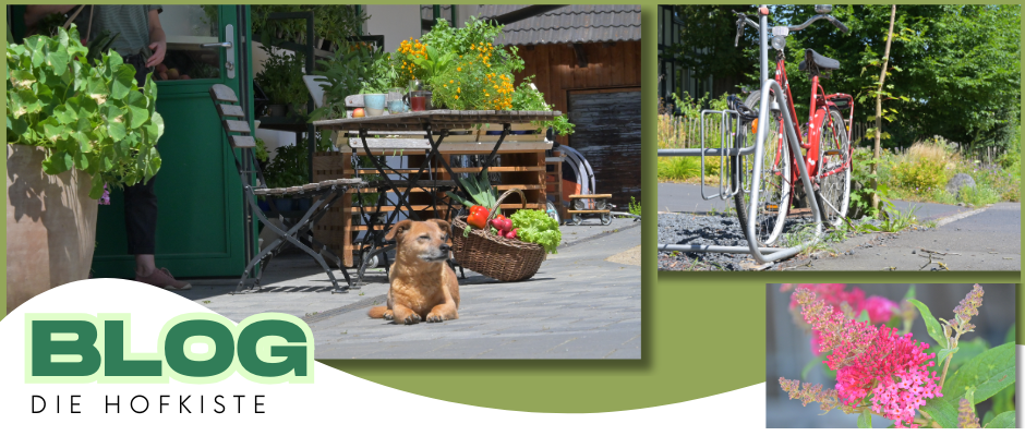 KI generiert: Ein Hof mit Gemüse, einem Hund, einem Fahrrad und Blumen. Text: "BLOG DIE HOFKISTE".