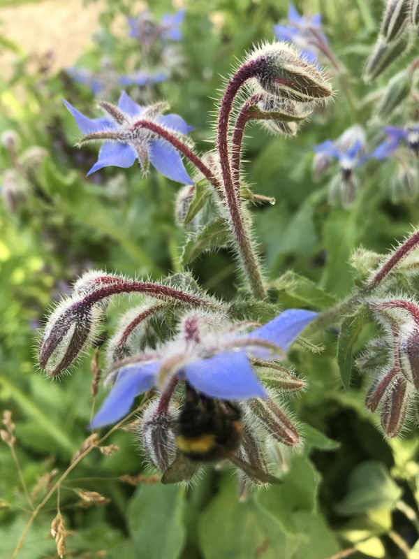 KI generiert: Blaue Blüten von Borretsch mit einer dicken Hummel inmitten der Blätter und Stängel.