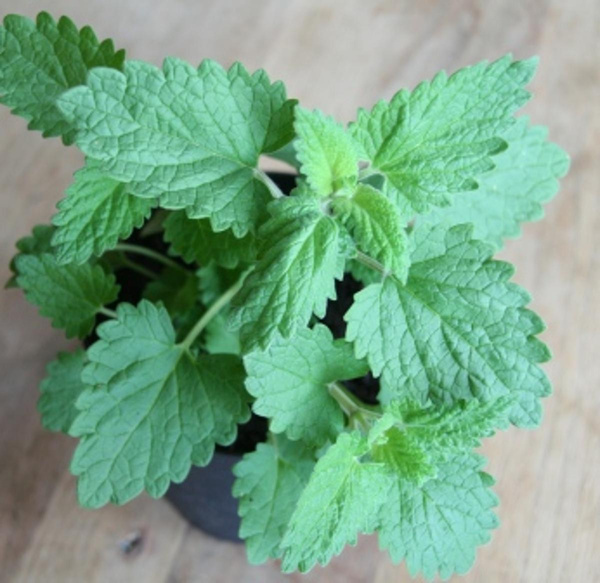 Produktfoto zu Zitronenmelisse im Topf Hüsgen
